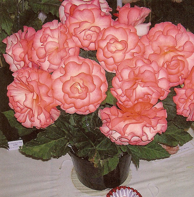 B. ‘Mrs. Elizabeth McLauchlan’